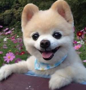 癒やし動物