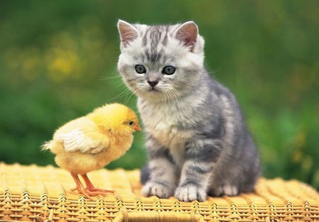 癒やし動物