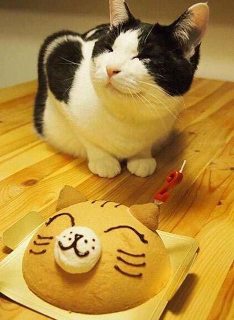 癒やし動物