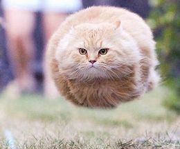 癒やし動物