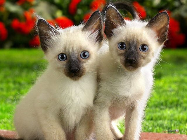 癒やし動物