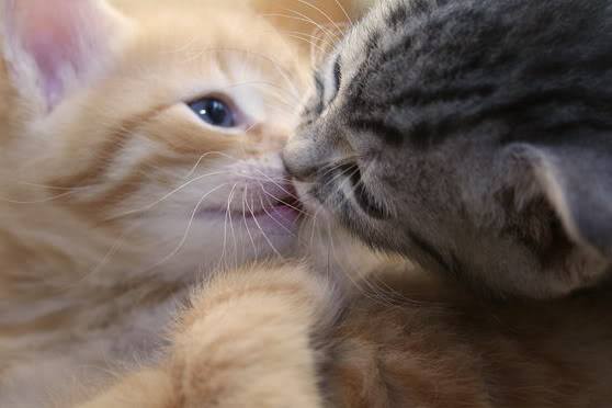 癒やし動物